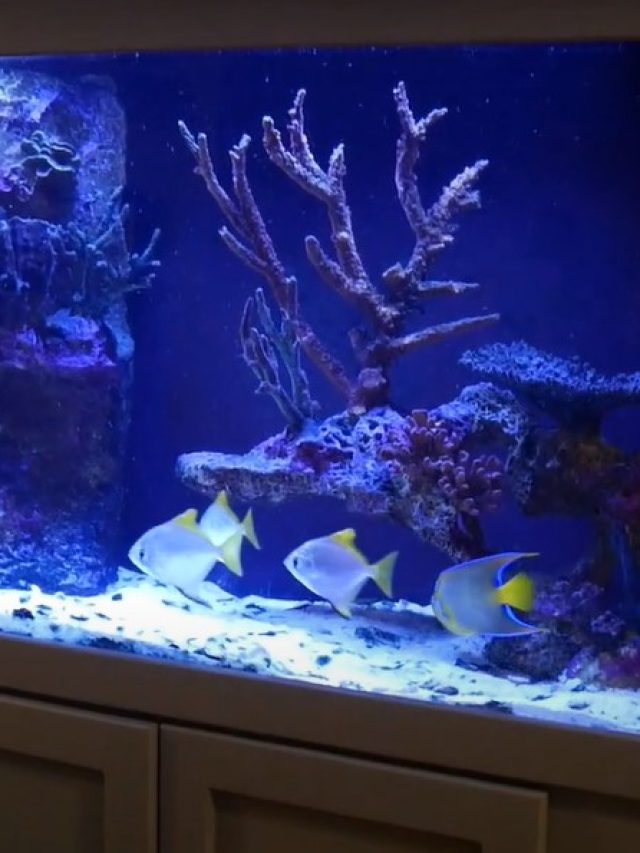 250 Gallon Fish Tank for Your Home