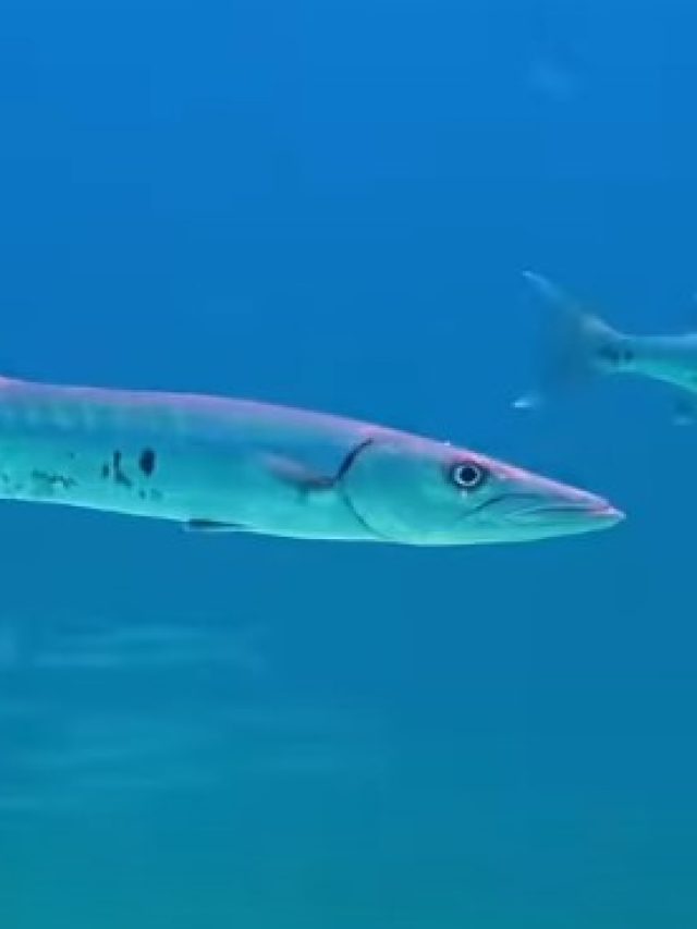Kamasu Fish (Barracuda)